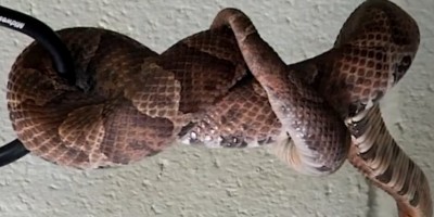 Boston snake